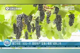 50元一斤！镇江句容首批“蓝莓小葡萄”成熟上市，预定已满！视频封面