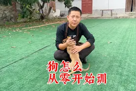 新手小白怎么训练马犬？训犬师无保留分享，零基础也能学会视频封面