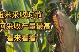 又快到了玉米收获时节，怎么采收才能得到更高的产量？ 快来看看