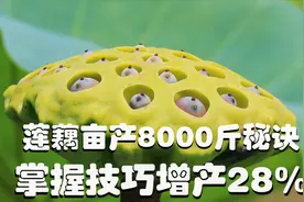 揭秘，莲藕亩产8000斤，学会3个诀窍，增产28%，厉害了！视频封面