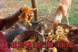 狗子们怎么吃起了炒鸭蛋，大姐去田野里捡鸭蛋给狗子们吃视频封面