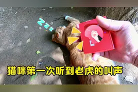 都说猫是老虎的师傅，当猫咪第一次听老虎的叫声，会有什么反应呢视频封面