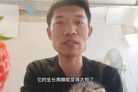 你猜猜，现在的草莓为什么不好吃了？视频封面