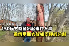 这条150斤鲶鱼，吊起来比人还高，大叔分割方式够硬核，看完服了视频封面