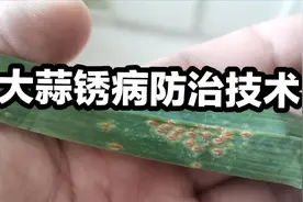 大蒜叶片出现小红点，多半得了锈病，选择哪些药剂治疗效果最好？视频封面