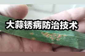 大蒜叶片出现小红点，多半得了锈病，选择哪些药剂治疗效果最好？视频封面