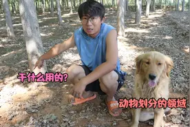 树林里出现许多圆球状粪便，而且是在每棵树根旁，这是什么原因？视频封面