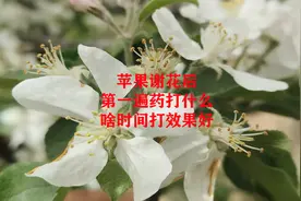 苹果谢花后第一遍药，究竟打什么药，啥时间打效果好视频封面