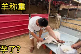 内蒙羊贩子过节宰羊，相中一只60多斤母羔，宰完看看能出多少肉视频封面