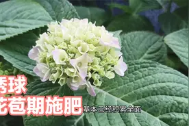 绣球花苞期还需要施肥吗？两种情况区别对待视频封面