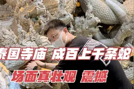 泰国老丈带俩女婿参观泰国寺庙，成百上千条蛇，场面壮观！震撼！视频封面