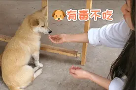 放了药的火腿肠给狗狗吃，结果狗狗太聪明了吧！这反映成精了视频封面