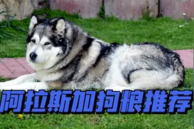 阿拉斯加狗粮推荐，看你家狗狗爱吃哪款？视频封面