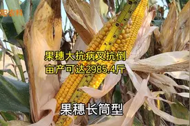 最高亩产可达2985.4斤，这个大穗型玉米新品种，都有哪些特点视频封面