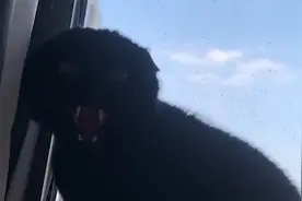 黑猫绝育后发出恐怖低吼声，主人一听脸色大变，怎么说“人话”了视频封面