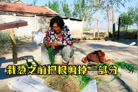 农村金山：东北农村人栽葱之前都要把根剪掉一部分，不知道啥原理视频封面