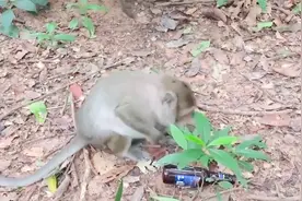 猴子喝酒，没想到一口气喝光，接下来猴子的表情太逗了视频封面