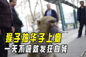 猴子抽华子上瘾，一天不吸就发狂自残，动物抽烟原因让人愤怒！视频封面