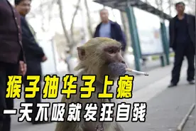 猴子抽华子上瘾，一天不吸就发狂自残，动物抽烟原因让人愤怒！视频封面