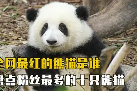 全网最红的熊猫是谁？盘点粉丝最多的十只熊猫，第一名毋庸置疑