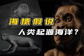 人类起源于海洋？种种特征表明，海猿假说视频封面