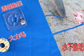 透明鱼线和大力马线，对鱼口有影响？水下超清对比视频封面
