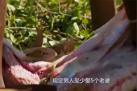 这的男人最痛苦，规定男人至少娶5个老婆，却很少有活过视频封面
