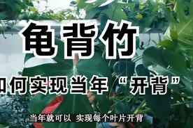 如何让“龟背竹”实现快速开背？生产基地一般有如下3种做法视频封面