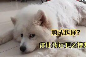 给萨摩耶来福剪毛，360计连哄带骗，最后剪成了这样！狗委屈哭了视频封面