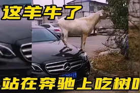 爆笑配音：站在奔驰车上吃树叶，这简直就是羊巅峰啊！视频封面