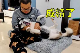狗狗成精了，欺负了别人自己还可怜巴巴的装委屈，演技杠杠滴视频封面