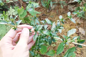 一种叫“路边荆”的植物，主要有三大用处，好多人都不认识？视频封面