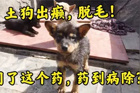 肉狗养殖场地，土狗脱毛，出斑点，出癞，用了这个药，药到病除？视频封面