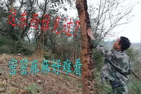 湖南农村小伙地里干活，发现茶油树都长成这样，松树惹的祸视频封面