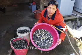 60斤大田螺去完壳有多少肉？知道后，总算明白田螺15元一斤不算贵视频封面