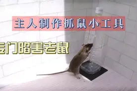 主人制作抓鼠小工具 专门陷害老鼠视频封面
