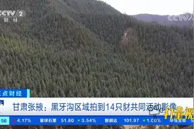 甘肃张掖：黑牙沟区域拍到14只豺共同活动影像|正点财经视频封面