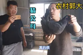 乡村养鸽达人自创分辨鸽子公母秘诀，准确率百分之九十，太牛了视频封面