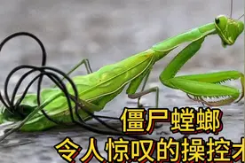 宿主变僵尸，铁线虫操控螳螂跳河，令人惊叹的操控术！视频封面
