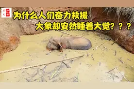 为什么人们奋力救援，大象却安然睡大觉？视频封面