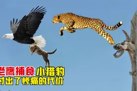 老鹰捕食小猎豹付出惨痛的代价，猎豹成功复仇，动物界的恩怨情仇视频封面