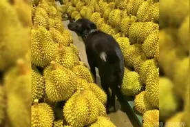 狗子误入榴莲堆进退两难，两腿不听使唤一直发抖视频封面