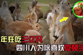 一年狂吃三亿只，四川人为啥喜欢吃兔子？兔兔究竟做错了什么视频封面