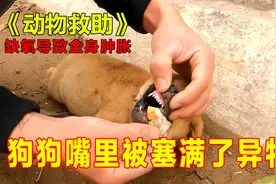 狗狗嘴里被塞满了海绵，堵住了狗狗的喉咙，缺氧导致肚子膨胀视频封面