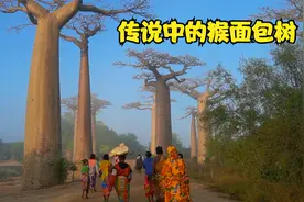 湖南姑娘环球旅行到马达加斯加，经历万难，幸运看到猴面包树云海视频封面