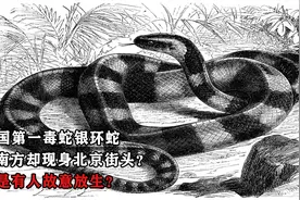 中国第一毒蛇银环蛇，居南方却现身北京街头？或是有人故意放生？视频封面