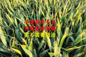 小麦又出现黄叶干尖，到底是咋回事，需要防治吗？视频封面