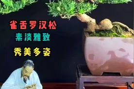 6组极品雀舌罗汉松盆景观赏，素淡雅致又秀美多姿，意境优美视频封面