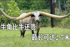 牛角比牛还贵，最长可达2.7米，价值几百万视频封面