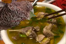 七彩山鸡，原来这么好吃，汤鲜肉香，小哥又想多养些视频封面